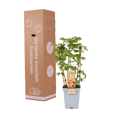 Frambozen trio aan rek, Rubus