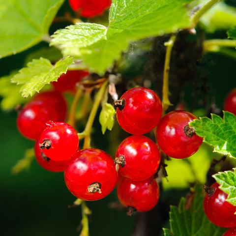 Kleinfruit planten mix