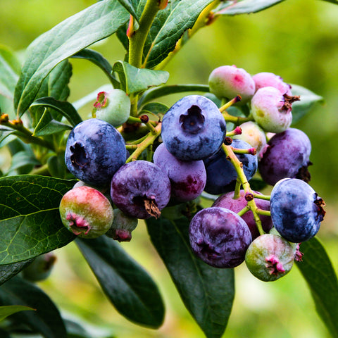 Kleinfruit planten mix