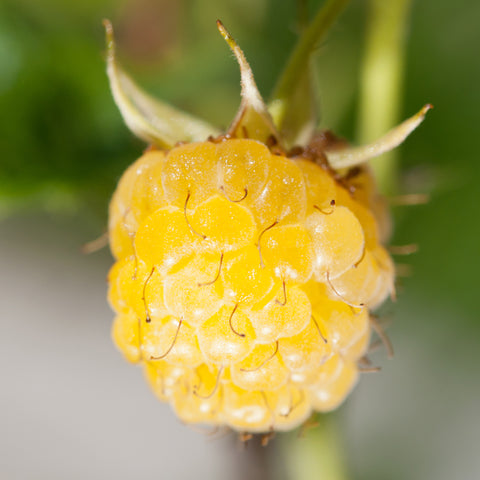 Kleinfruit planten mix