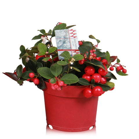 Bergthee, Gaultheria ‘Big Berry’ – 6 stuks