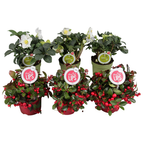 Gaultheria ‘Big Berry’ - 3 stuks en Helleborus niger ‘Christmas Carol’ - 3 stuks