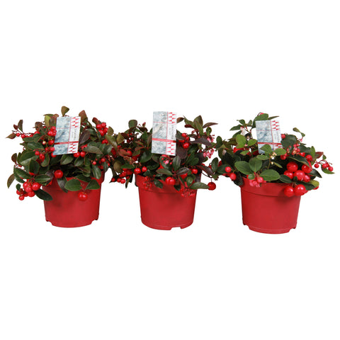 Gaultheria ‘Big Berry’ - 3 stuks en Helleborus niger ‘Christmas Carol’ - 3 stuks