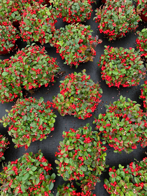 Gaultheria ‘Big Berry’ - 3 stuks en Helleborus niger ‘Christmas Carol’ - 3 stuks