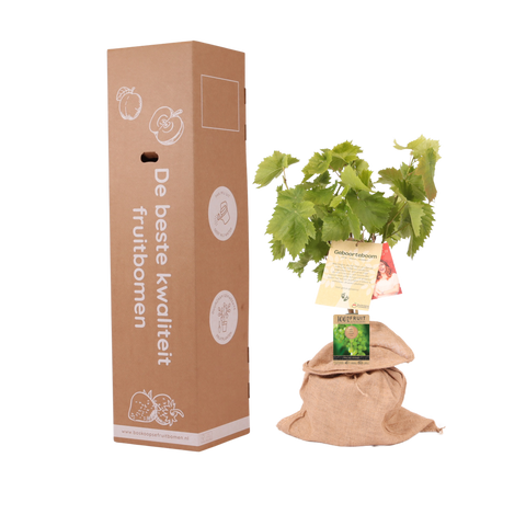 Geboorteboom, druivenstruik