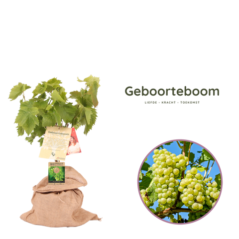 Geboorteboom, druivenstruik