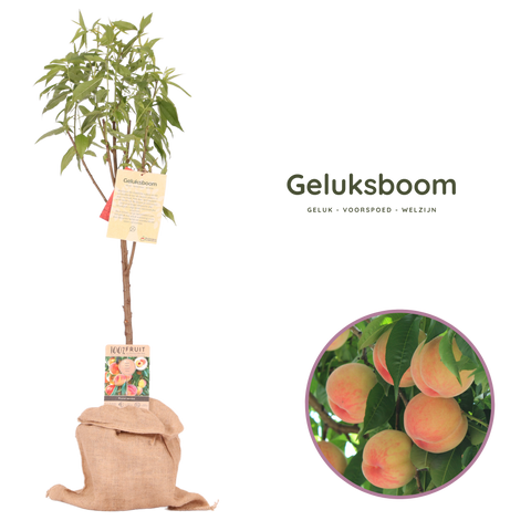Geluksboom, perzikboom