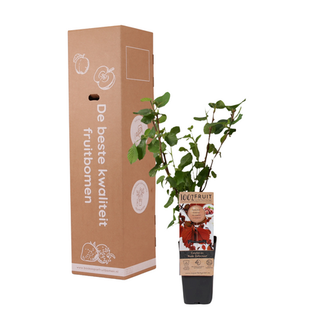 Hazelnoten fruitplanten set - 4 stuks