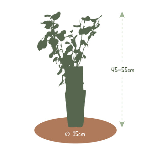 Hazelnoten fruitplanten set - 4 stuks