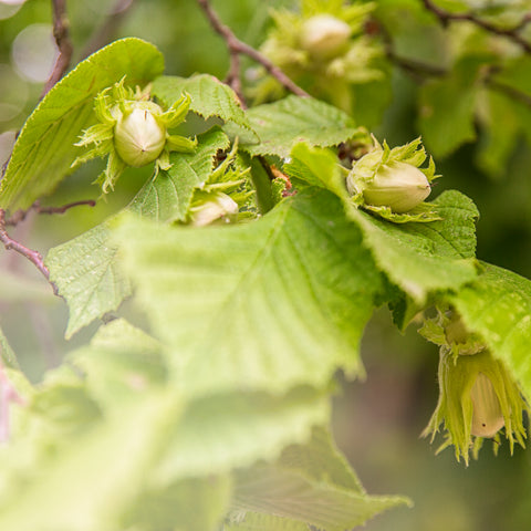 Hazelnootplant, Corylus avellana ‘Rode Zellernoot’