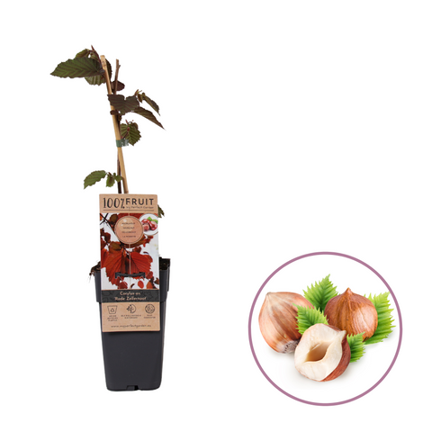 Hazelnootplant, Corylus avellana ‘Rode Zellernoot’