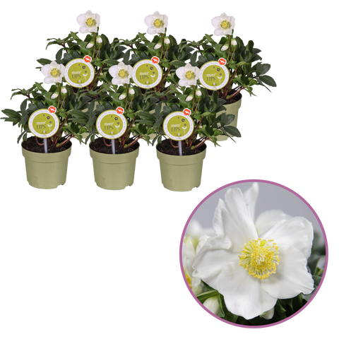 Helleborus niger ‘Christmas Carol’ – 6 stuks