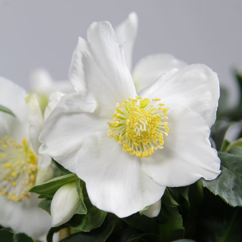 Helleborus niger ‘Christmas Carol’ – 6 stuks