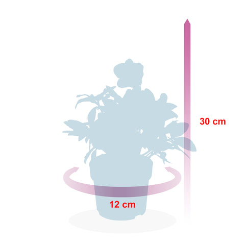 Helleborus niger ‘Christmas Carol’ – 6 stuks