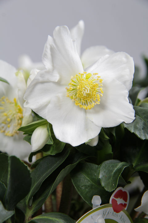 Gaultheria ‘Big Berry’ - 3 stuks en Helleborus niger ‘Christmas Carol’ - 3 stuks
