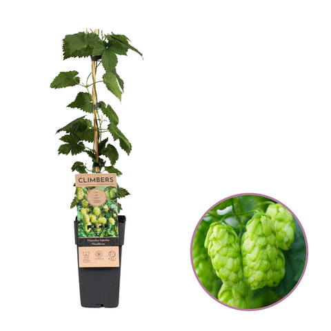 Hopplant, Humulus lupulus ‘Nordbrau’