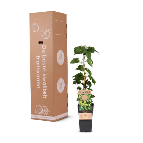 Hopplant, Humulus lupulus ‘Nordbrau’