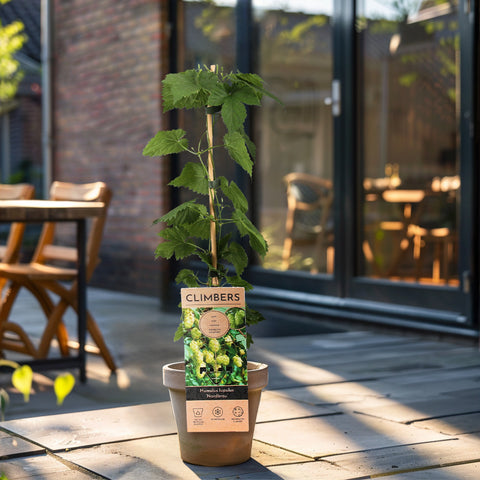 Hopplant, Humulus lupulus ‘Nordbrau’
