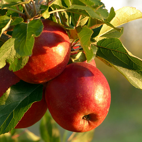 Huwelijksboom, appelboom