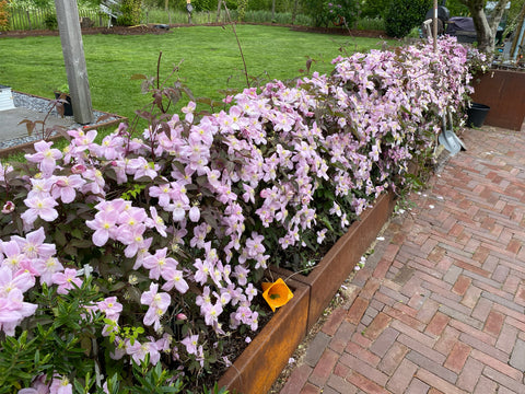 Clematis montana mix