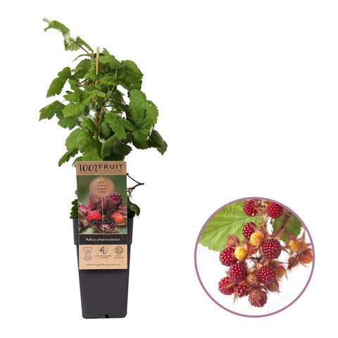 Japanse Wijnbessenplant, Rubus phoenicolasius