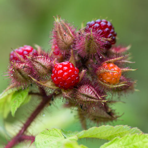 Japanse Wijnbessenplant, Rubus phoenicolasius