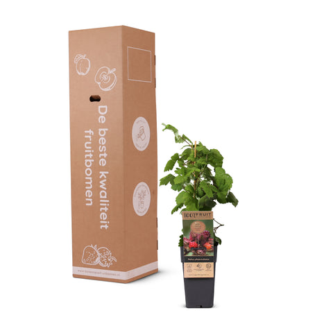 Japanse Wijnbessenplant, Rubus phoenicolasius