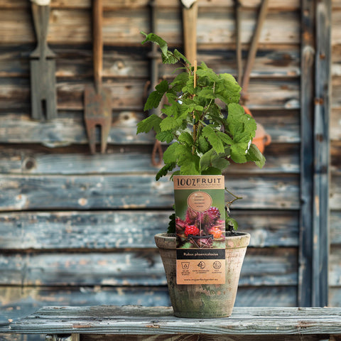 Japanse Wijnbessenplant, Rubus phoenicolasius