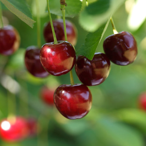 Kersenboom, Prunus avium ‘Regina’