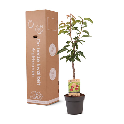 Kersenboom, Prunus avium ‘Regina’