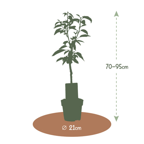 Kersenboom, Prunus avium ‘Regina’