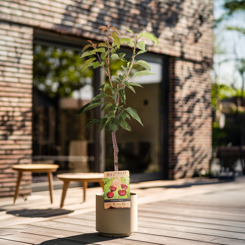 Kersenboom, Prunus avium ‘Regina’