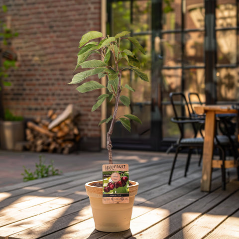 Kersenboom, Prunus avium ‘Stella’