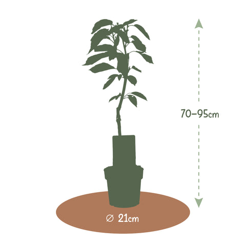 Wensboom, kersenboom