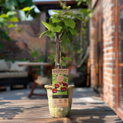Kersenboom, Prunus avium ‘Regina’ (45 - 55 cm)