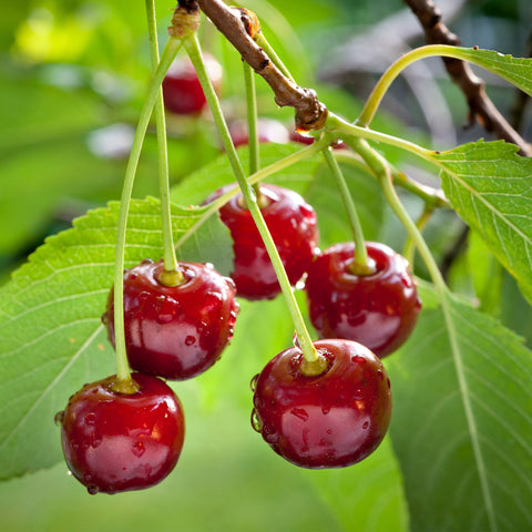 Kersenboom, Prunus avium ‘Regina’ (45 - 55 cm)