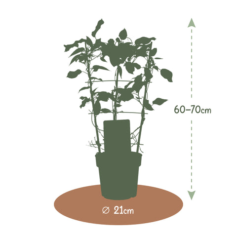 Kiwiplant, Actinidia arguta ‘Issai’