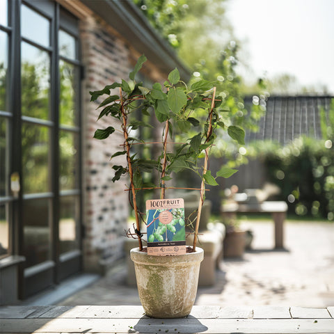 Kiwiplant, Actinidia arguta ‘Issai’