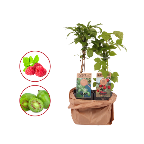 Kiwi Smoothie DUO | 1x Kiwi 'Issai' 1x Rode Framboos
