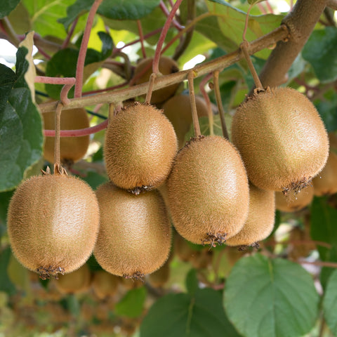 Kiwi fruitplanten mix