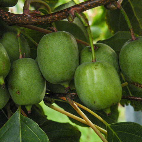 Kiwiplant, Actinidia arguta ‘Bayern’