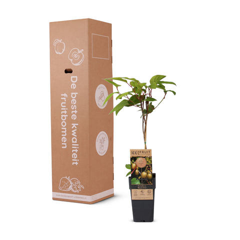Kiwiplant, Actinidia arguta ‘Bayern’