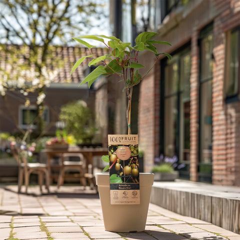 Kiwiplant, Actinidia arguta ‘Bayern’