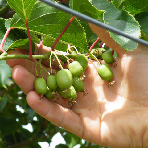 Kiwiplant, Actinidia arguta ‘Geneva’