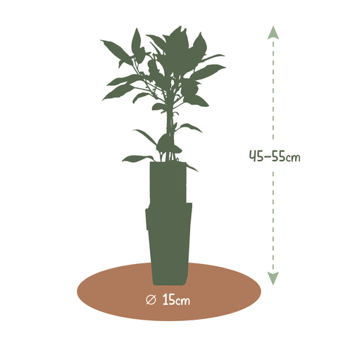Kiwiplant, Actinidia arguta ‘Geneva’