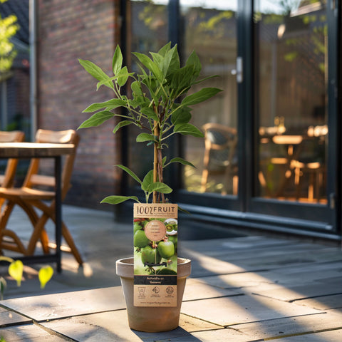 Kiwiplant, Actinidia arguta ‘Geneva’