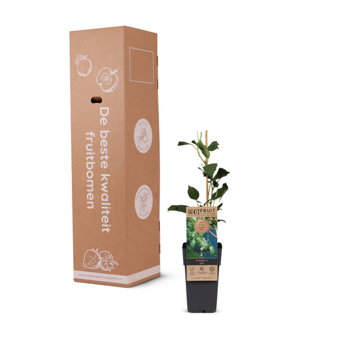 Kiwiplant, Actinidia arguta ‘Issai’