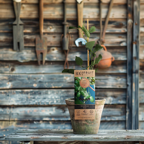 Kiwiplant, Actinidia arguta ‘Issai’