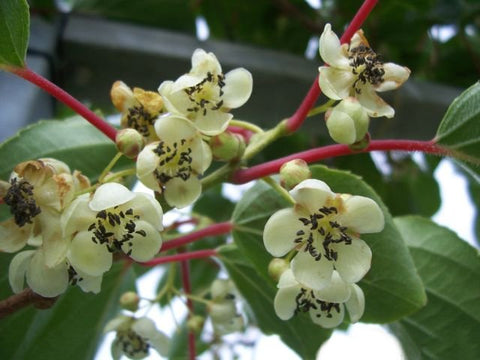 Kiwiplant, Actinidia arguta ‘Weikii’