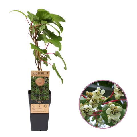 Kiwiplant, Actinidia arguta ‘Weikii’